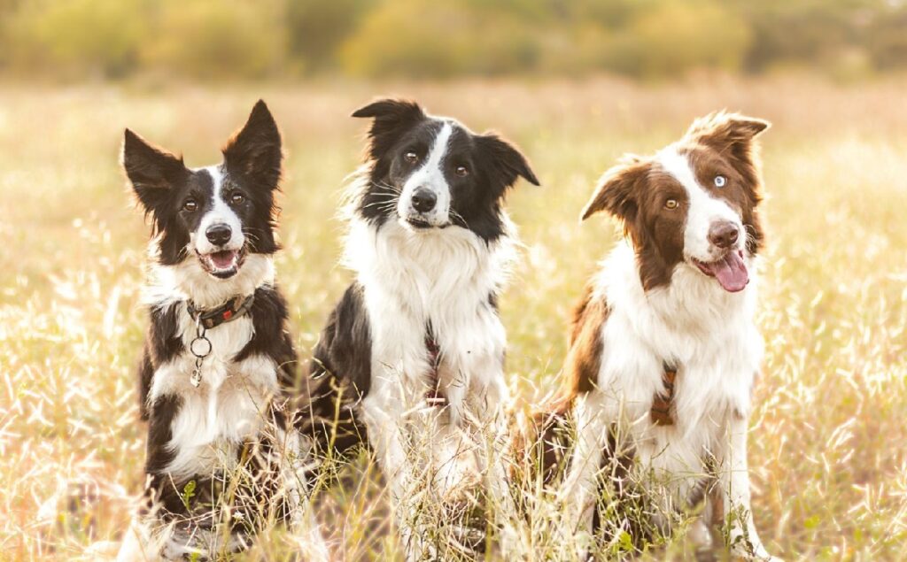 dogs that look like border collies
