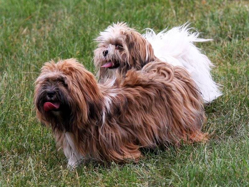 dogs that look like shih tzu