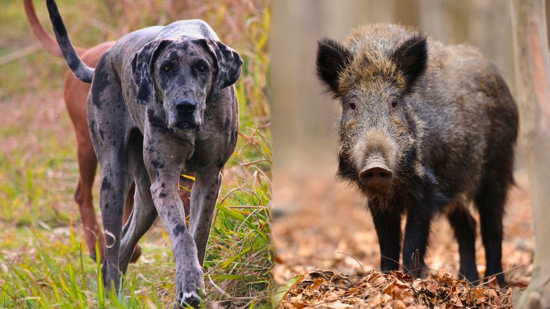 dogs to protect against wild boars