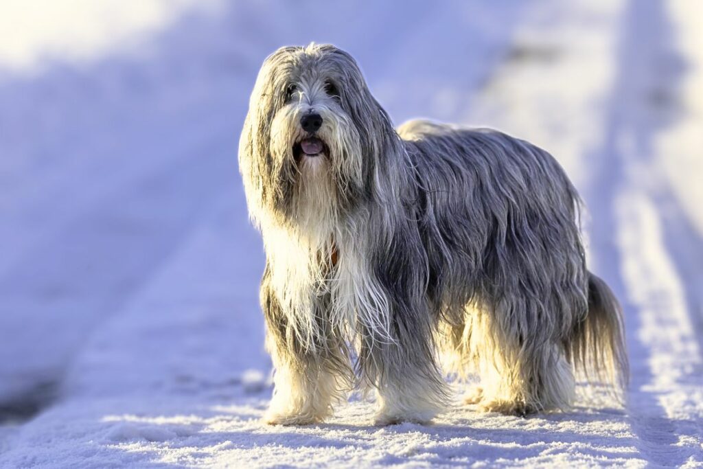 dogs with beards
