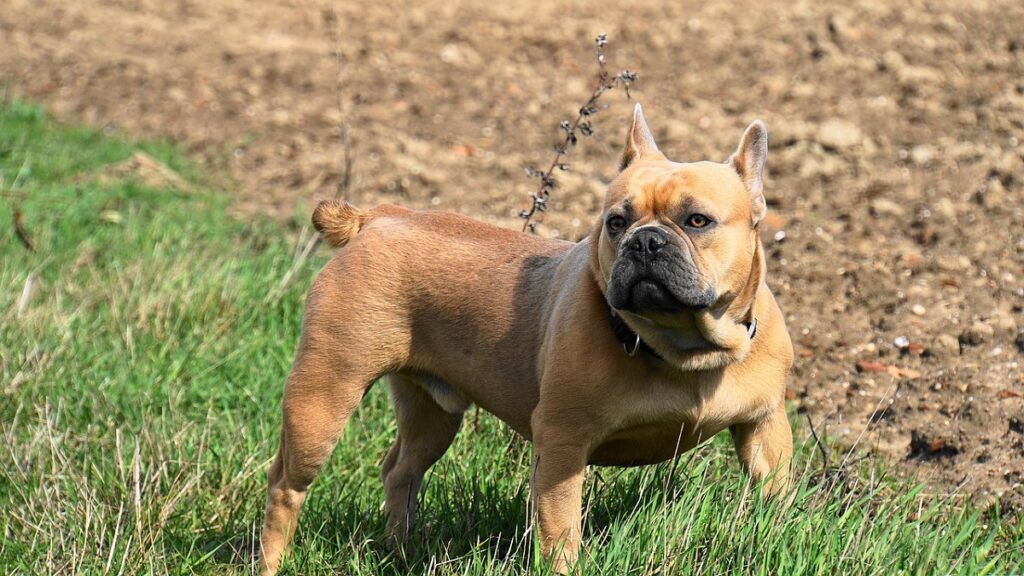 dogs with cropped tails
