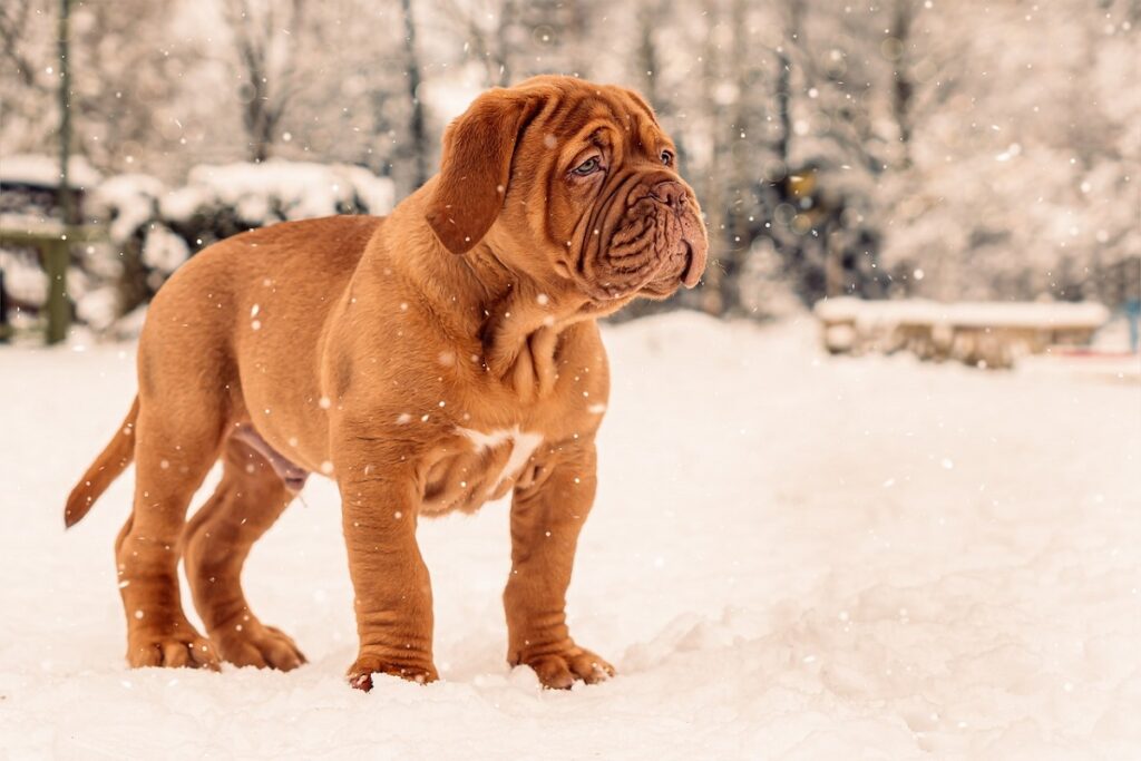 dogs with droopy faces
