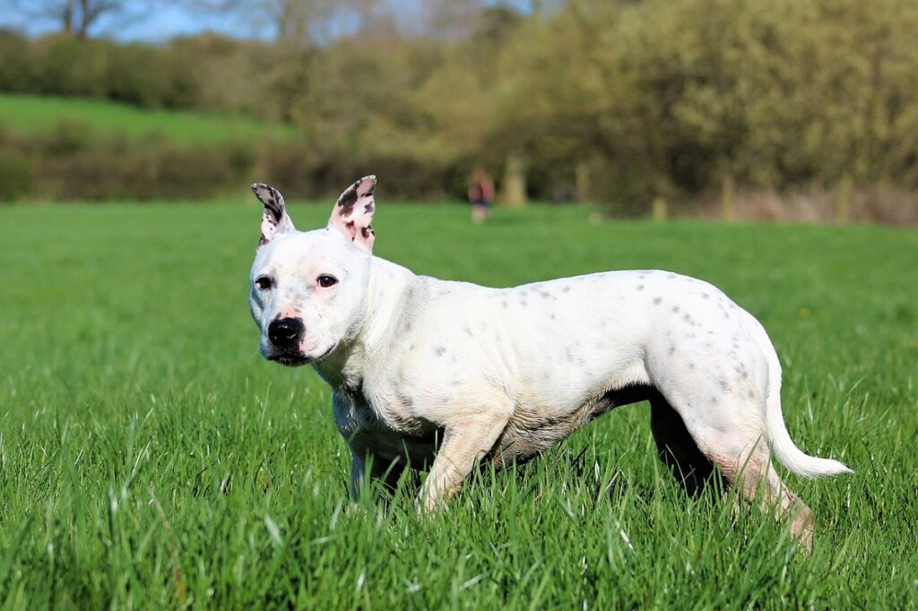 dogs with freckles
