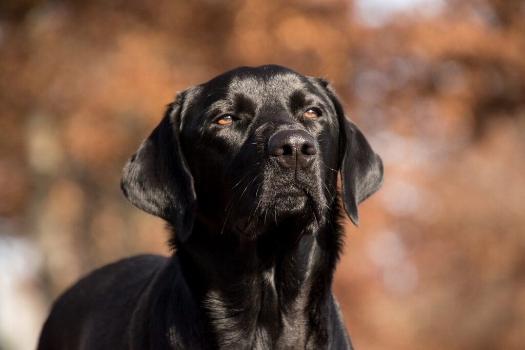 dogs with good sense of smell