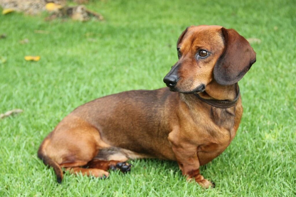 long snout dog breeds