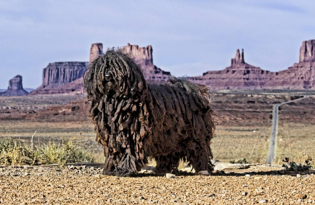 dogs with long hair
