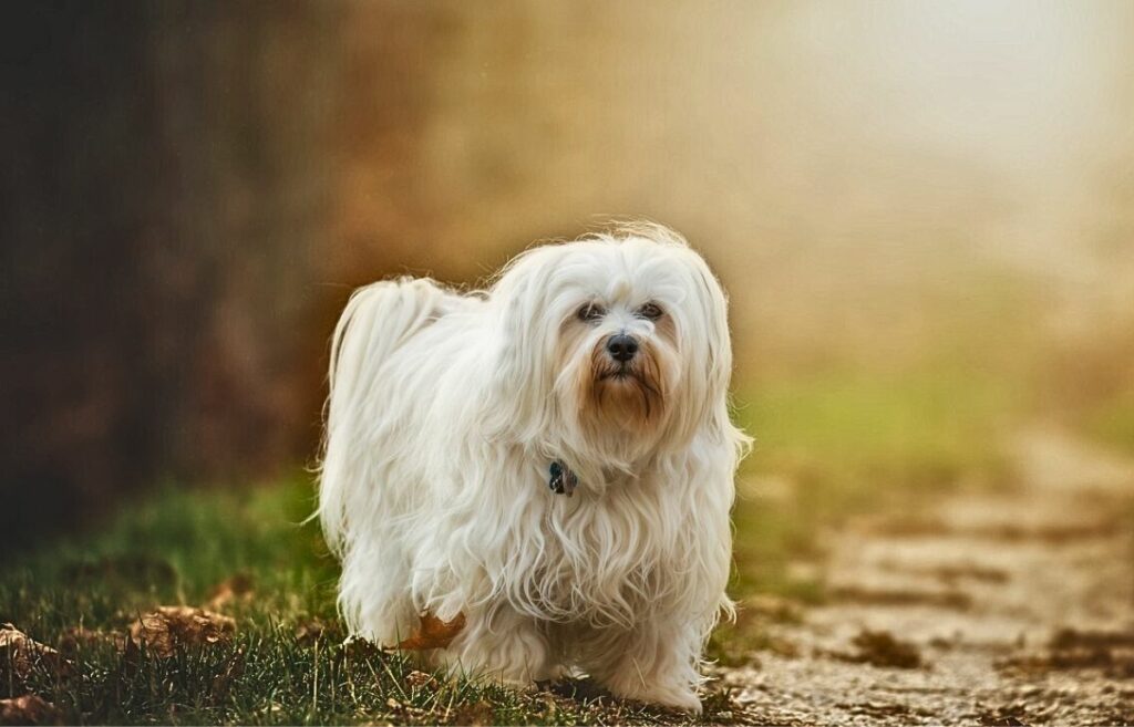 dogs with long straight hair
