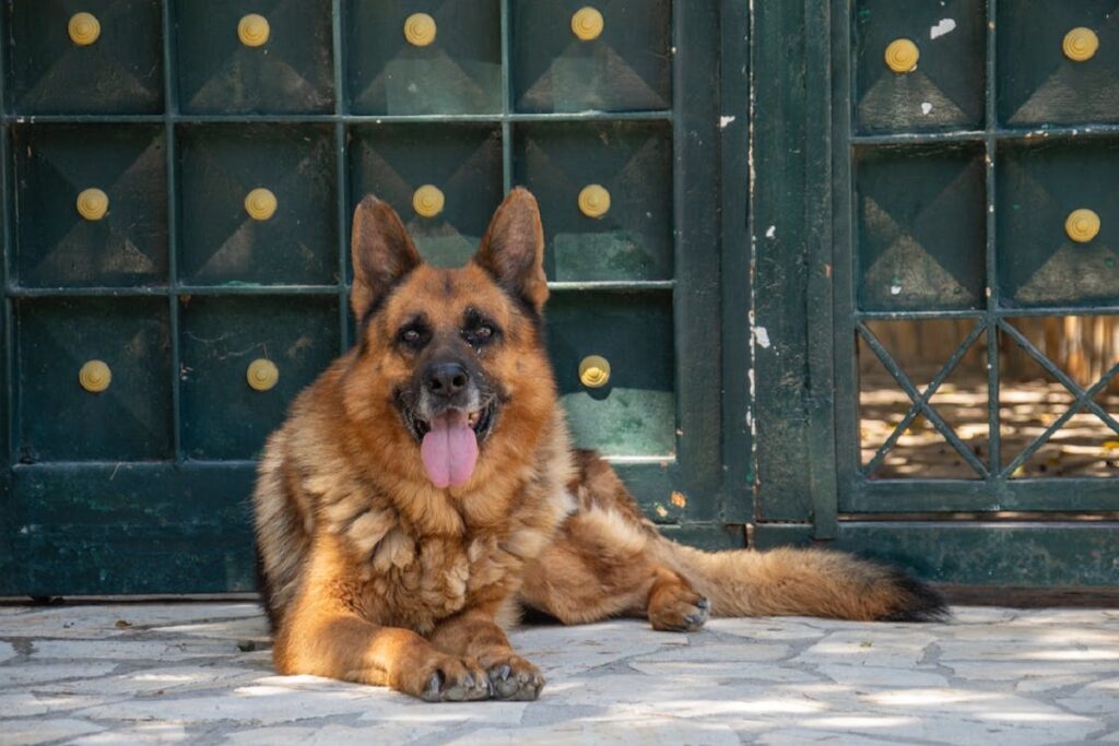 dogs with pointy ears