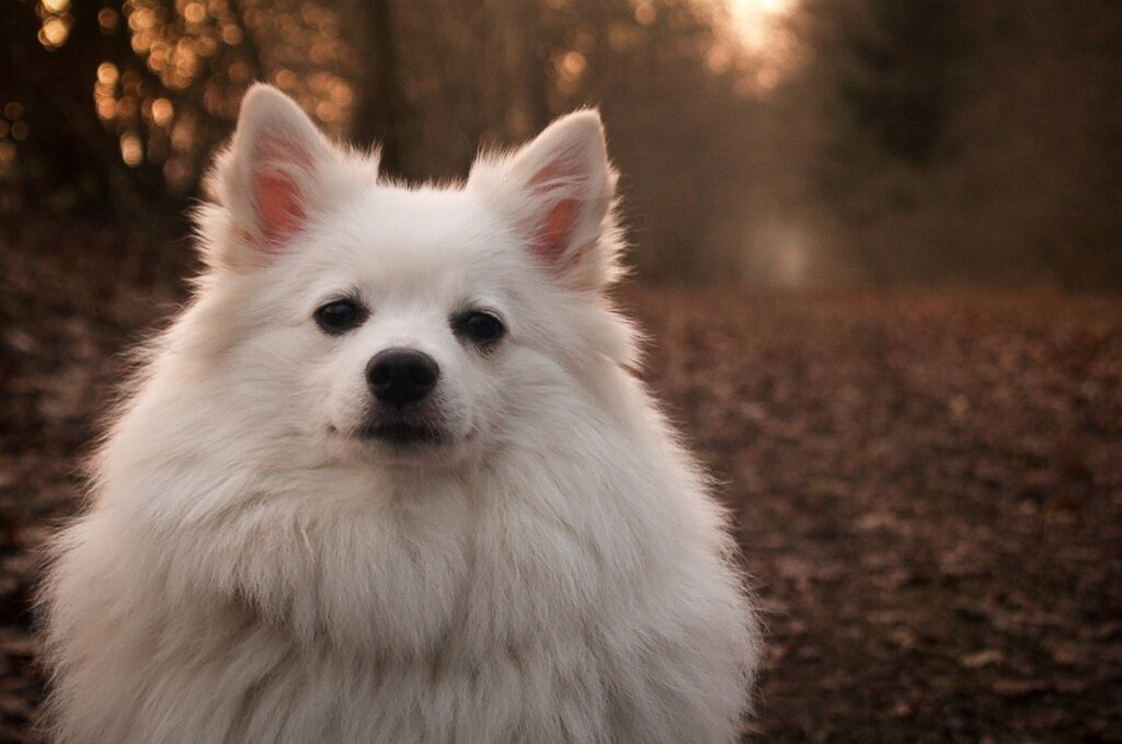 dogs with pointy ears and short hair