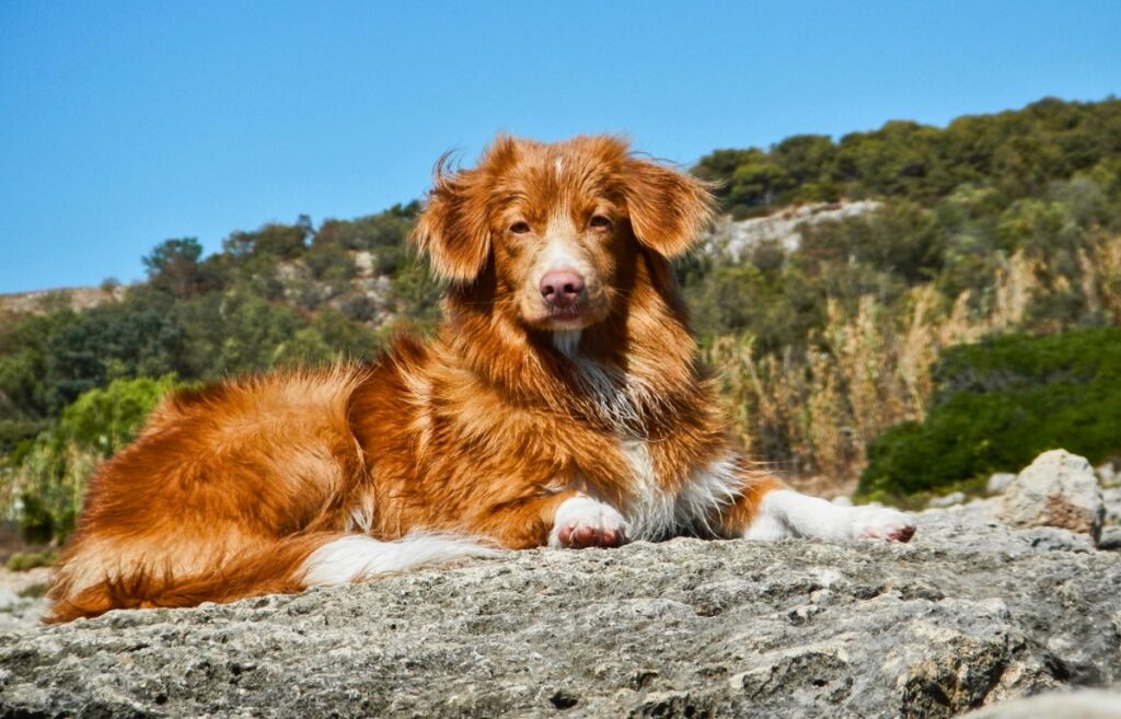 ginger dog breeds
