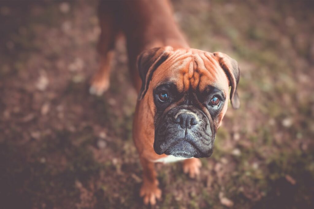 dogs with smushed faces
