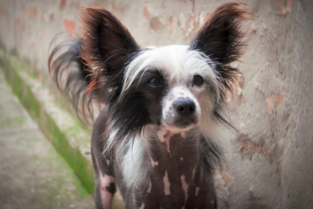 dogs with spots on skin
