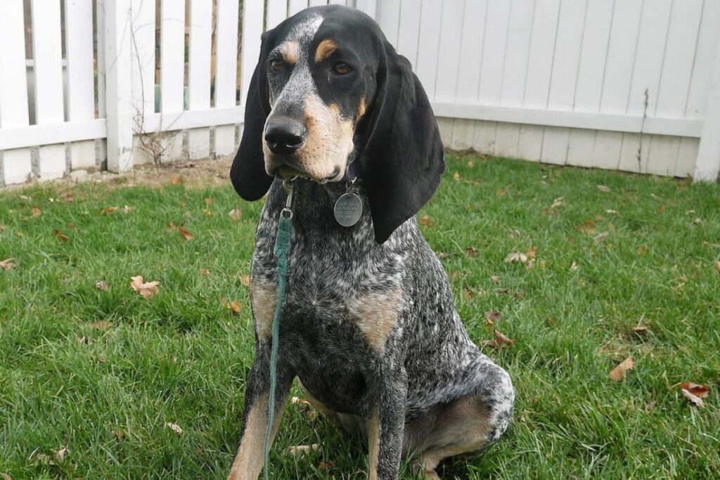 dogs with spotted skin under fur
