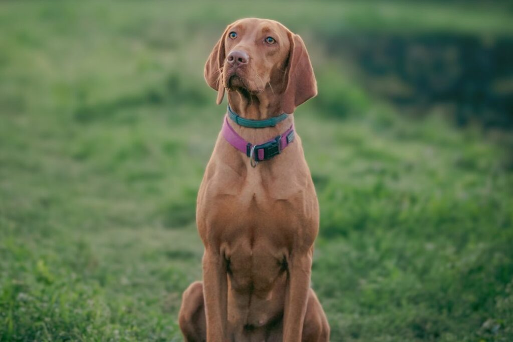 droopy ear dog
