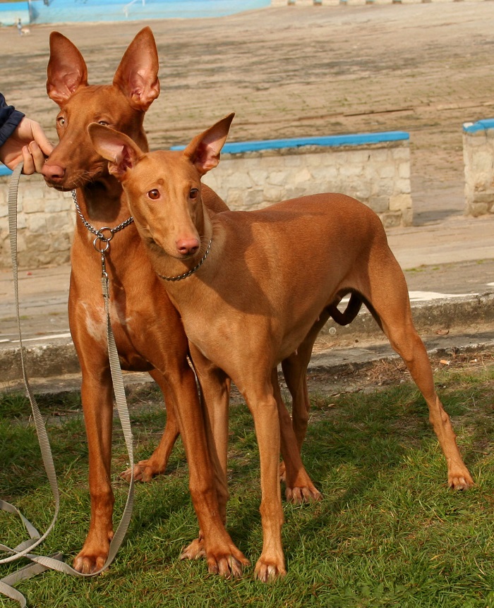 egyptian dog breeds