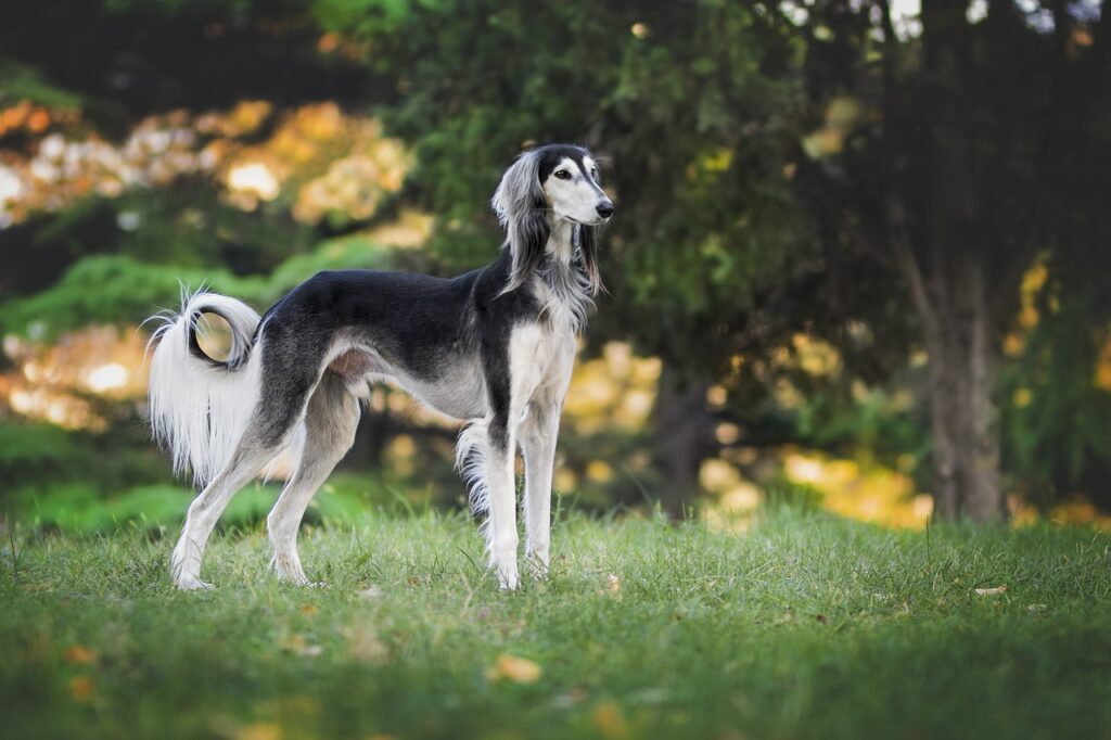 egyptian dogs breeds