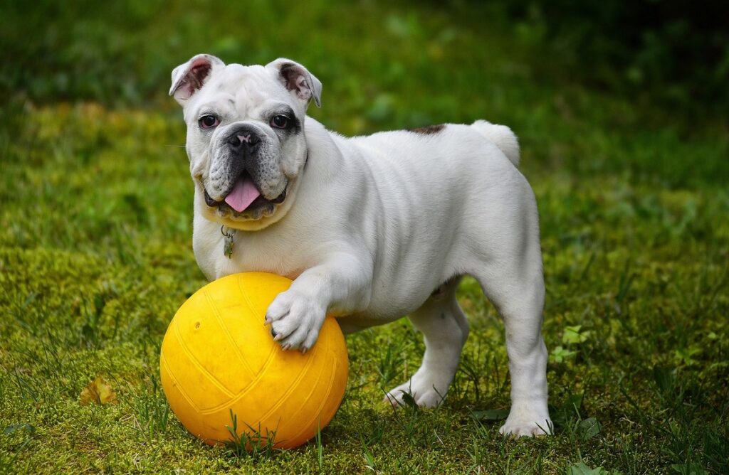 english bulldog