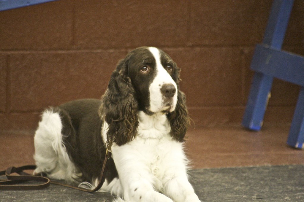 english hunting dogs
