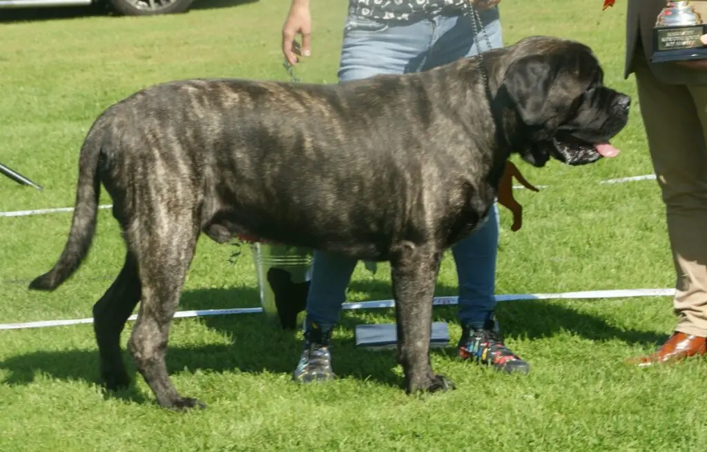 english mastiff bite force
