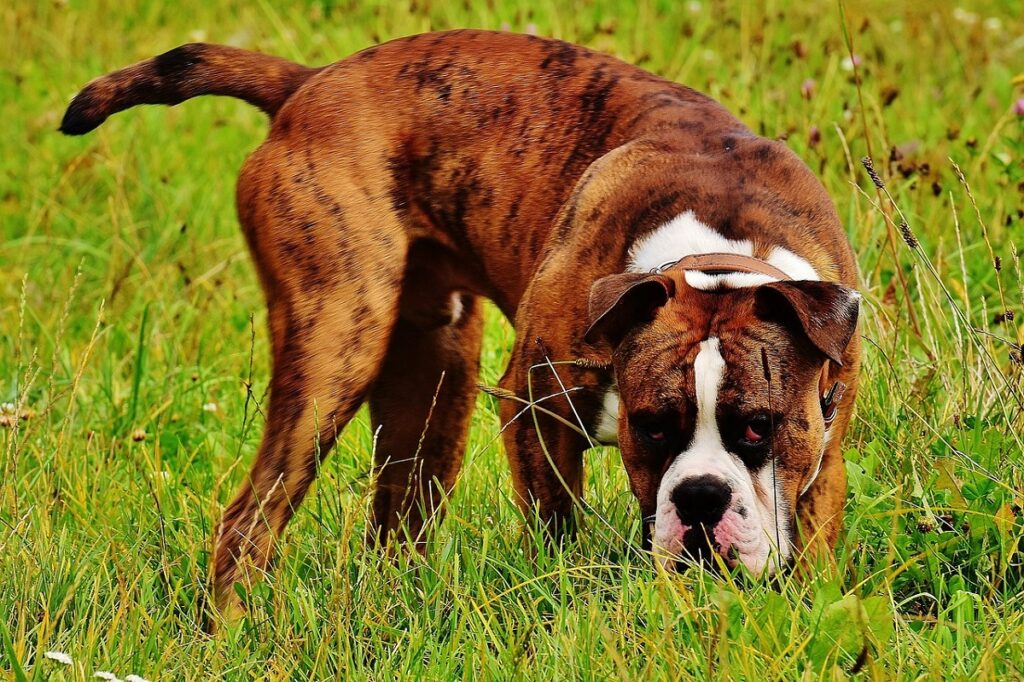 european boxer
