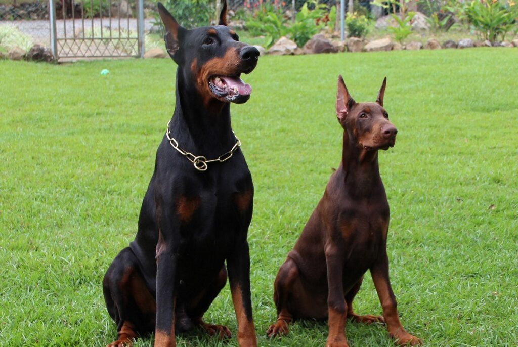 european doberman size
