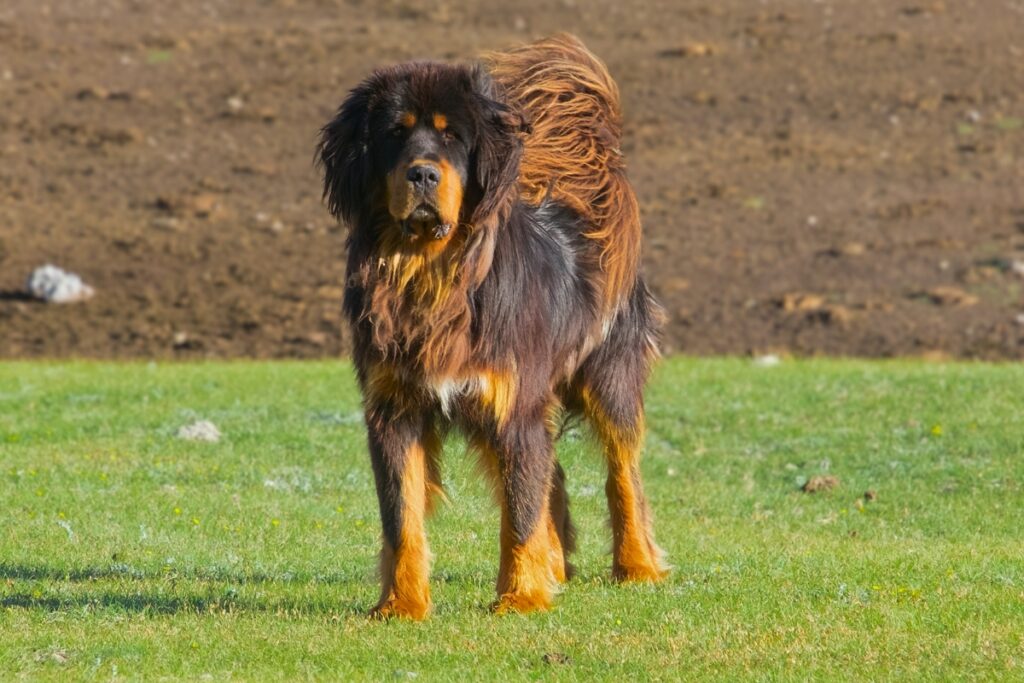 exotic dog breed