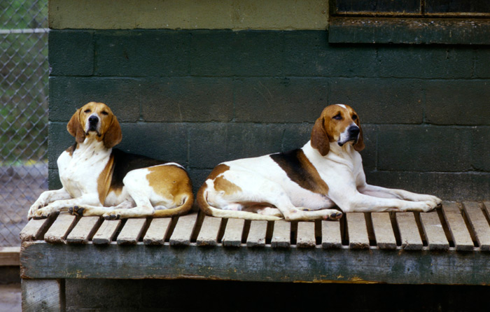 american foxhound