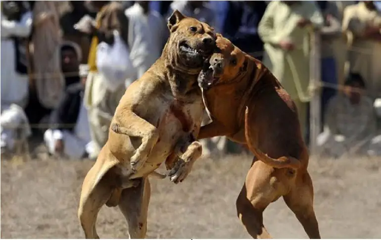 dog fighting facts