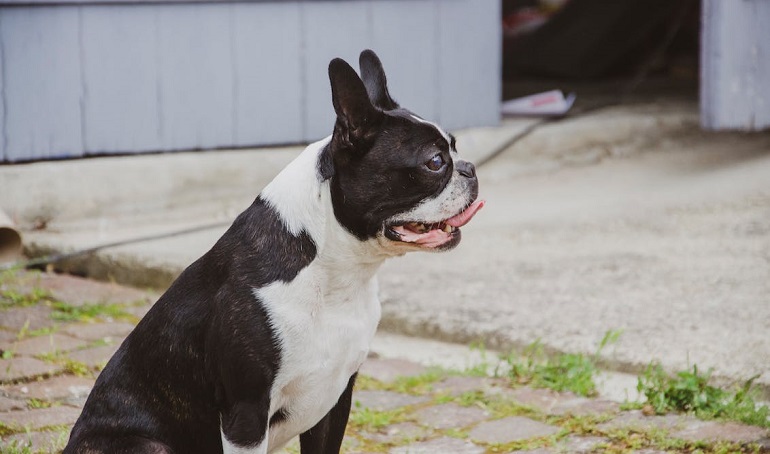 English Bulldog dog breed 