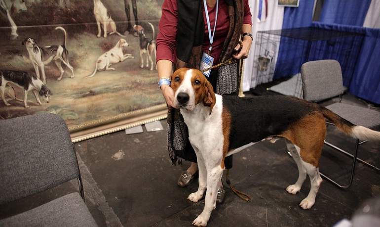 american fox hound