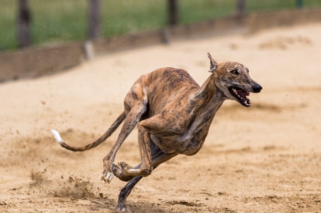 fastest dog in the world
