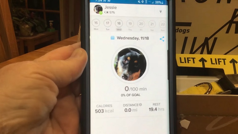 dog tracker