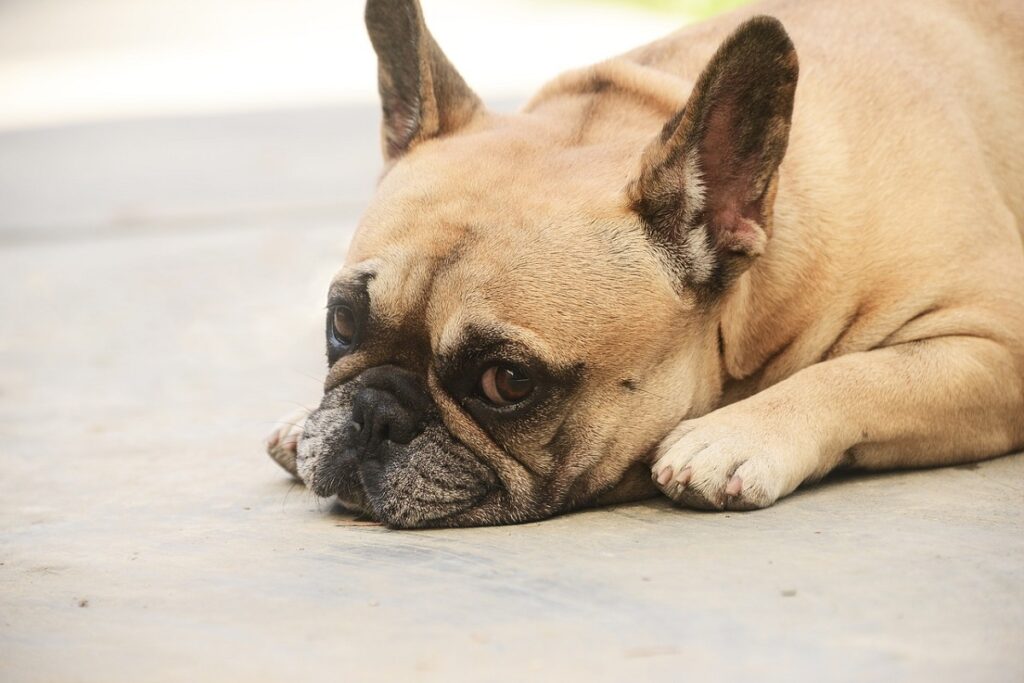 flat face dog breeds
