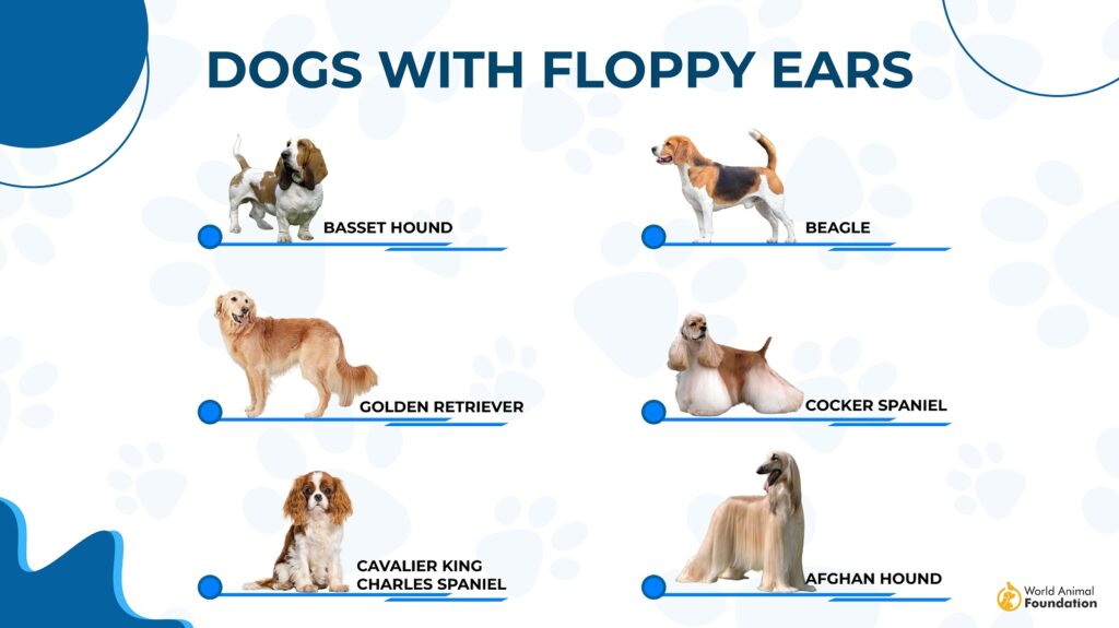 floppy ear dogs
