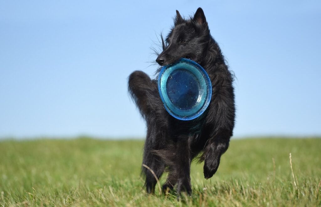 fluffy black dog breeds
