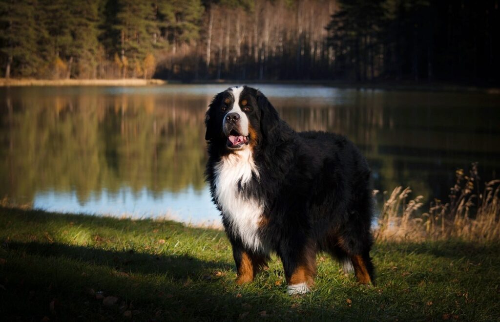 fluffy black dogs
