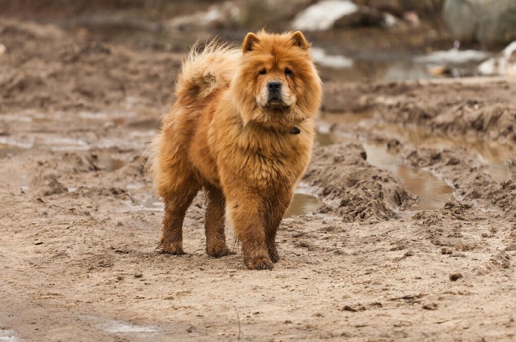 fluffy brown dog
