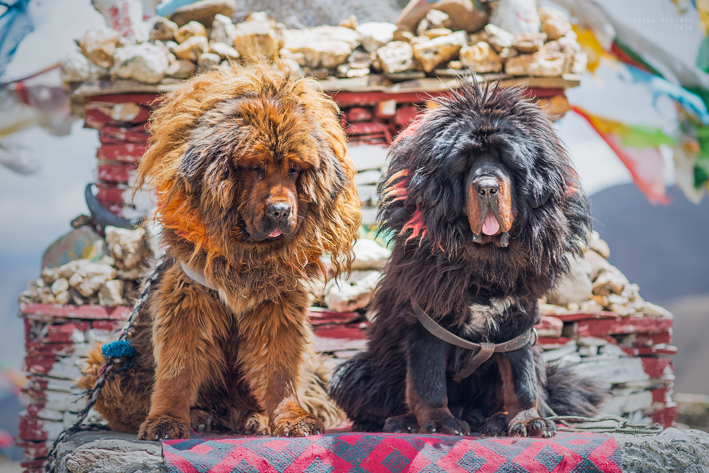 fluffy guard dogs
