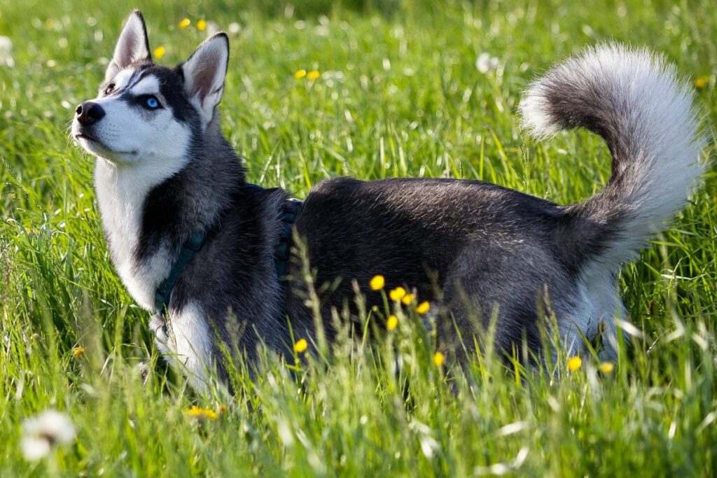 fluffy husky