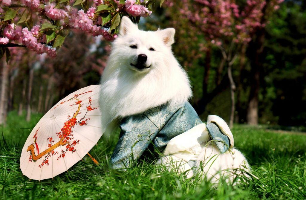 fluffy white dog