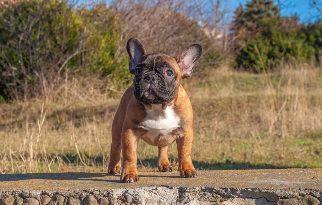 how much does a frenchie dog cost
