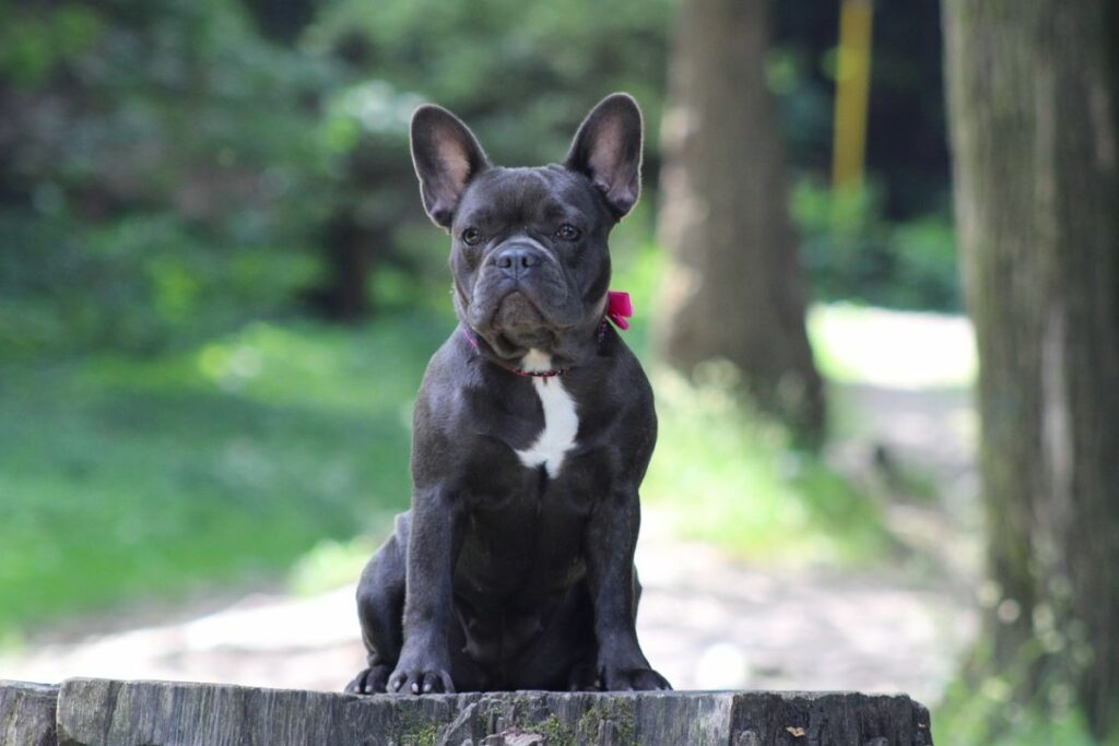 french bulldog