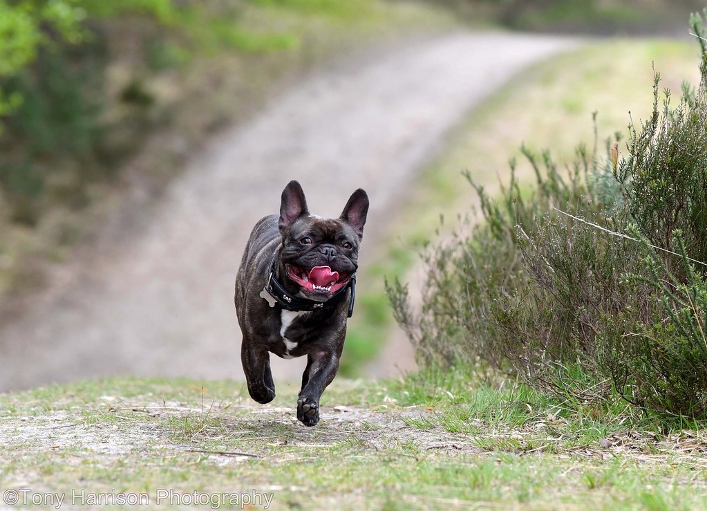 french bulldog mixed with pug