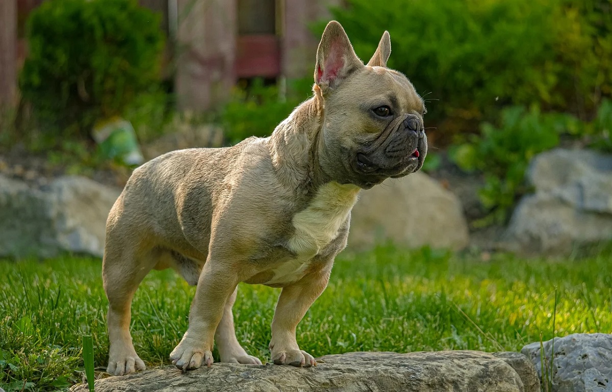 french bulldog price 1