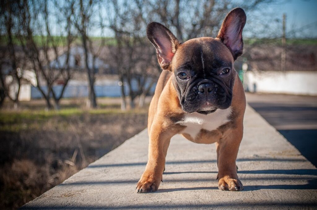 french bulldog price
