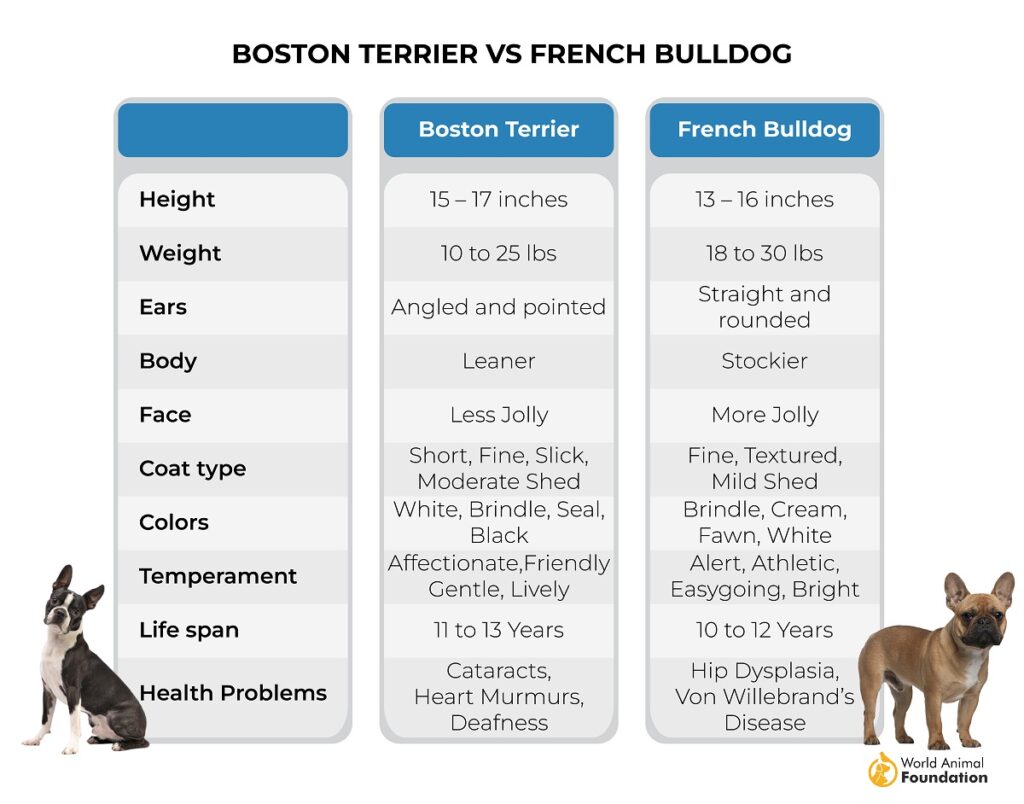 french bulldog vs boston terrier