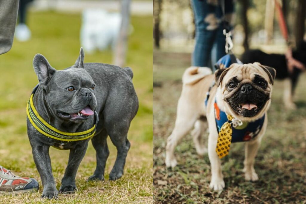 french bulldog vs pug size