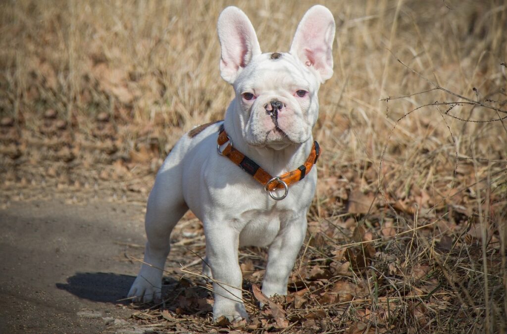 frenchie breeds