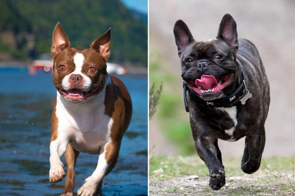 frenchie vs boston terrier