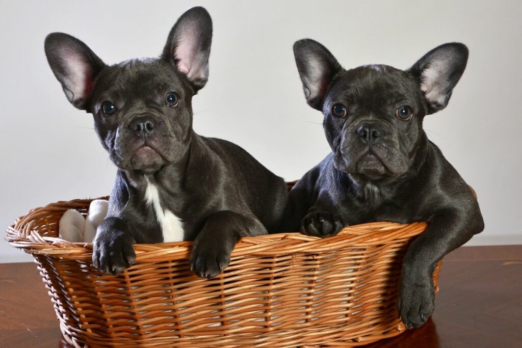 frenchie vs french bulldog